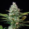 Buy Royal Runtz Feminized Seeds by Royal Queen Seeds in America - Image 2