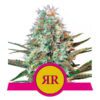 Buy Royal Runtz Feminized Seeds by Royal Queen Seeds in America