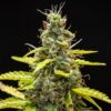 Buy Royal Runtz Auto Feminized Seeds by Royal Queen Seeds in America - Image 2