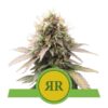 Buy Royal Runtz Auto Feminized Seeds by Royal Queen Seeds in America