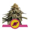 Buy Royal Skywalker Feminized Seeds by Royal Queen Seeds in America
