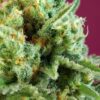 Buy S.A.D. CBD Feminized Seeds by Sweet Seeds in America - Image 2