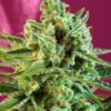 Buy S.A.D. CBD Feminized Seeds by Sweet Seeds in America