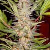 Buy S.A.D. Sweet Afghani Delicious S1 Feminized Seeds by Sweet Seeds in America