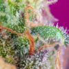 Buy S.A.D. Sweet Afghani Delicious S1 Feminized Seeds by Sweet Seeds in America - Image 2