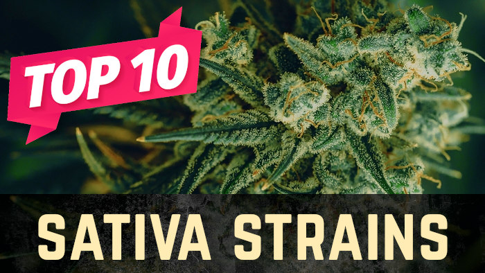 Top 10 Sativa Weed Strains