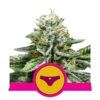Buy Sherbet Queen Feminized Seeds by Royal Queen Seeds in America