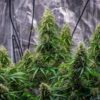 Buy Sherbet Queen Auto Feminized Seeds by Royal Queen Seeds in America - Image 2