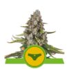 Buy Sherbet Queen Auto Feminized Seeds by Royal Queen Seeds in America