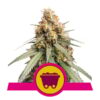 Buy Shining Silver Haze Feminized Seeds by Royal Queen Seeds in America
