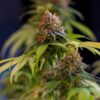 Buy Shining Silver Haze Feminized Seeds by Royal Queen Seeds in America - Image 2