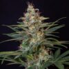 Buy Shogun Feminized Seeds by Royal Queen Seeds in America - Image 2