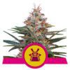Buy Shogun Feminized Seeds by Royal Queen Seeds in America