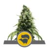 Buy Skunk XL Regular Seeds by Royal Queen Seeds in America - Image 2
