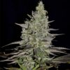 Buy Somango XL Feminized Seeds by Royal Queen Seeds in America - Image 2