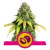 Buy Somango XL Feminized Seeds by Royal Queen Seeds in America