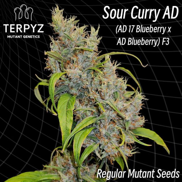 Sour Curry AD Regular Seeds