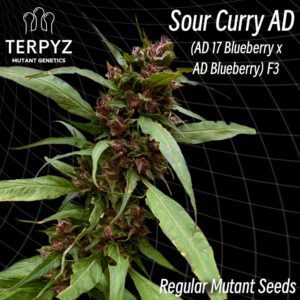 Sour Curry AD Regular Seeds