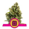 Buy Sour Diesel Feminized Seeds by Royal Queen Seeds in America