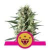 Buy Special Kush #1 Feminized Seeds by Royal Queen Seeds in America