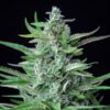 Buy Special Kush #1 Feminized Seeds by Royal Queen Seeds in America - Image 2