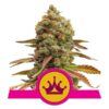 Buy Special Queen #1 Feminized Seeds by Royal Queen Seeds in America