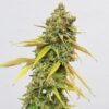 Buy Special Queen #1 Feminized Seeds by Royal Queen Seeds in America - Image 2