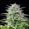 Buy Speedy Chile FAST VERSION Feminized Seeds by Royal Queen Seeds in America - Image 2