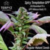 Spicy Temptation GPP Regular Seeds