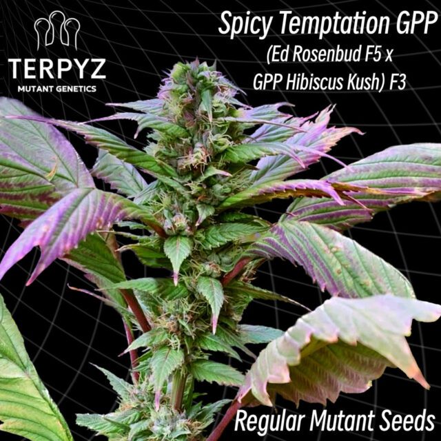 Spicy Temptation GPP Regular Seeds