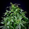 Spicy Temptation GPP Regular Seeds