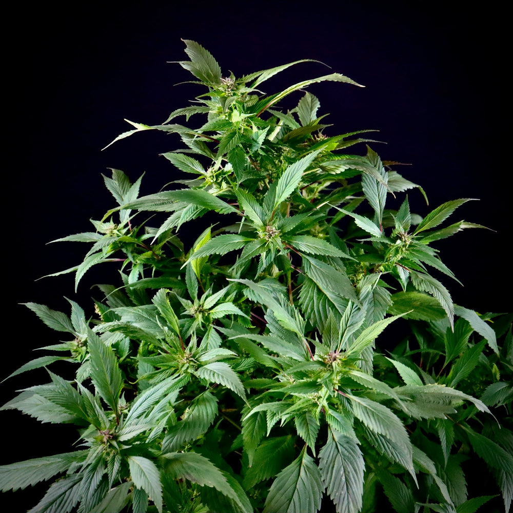 Spicy Temptation GPP Regular Seeds
