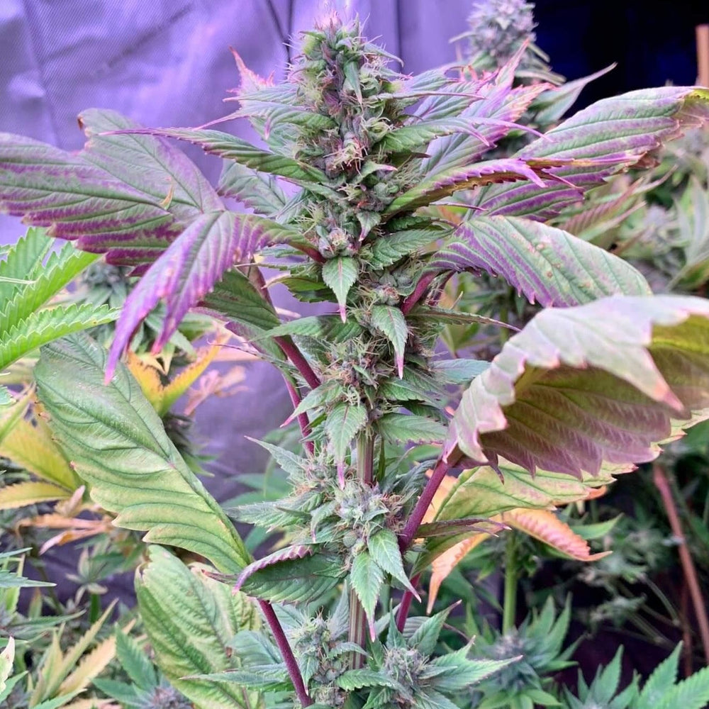 Spicy Temptation GPP Regular Seeds