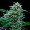 Buy Stress Killer CBD Auto Feminized Seeds by Royal Queen Seeds in America - Image 2
