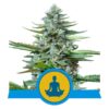 Buy Stress Killer CBD Auto Feminized Seeds by Royal Queen Seeds in America