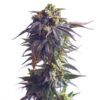 Sundae Driver Feminized Seeds