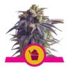 Sundae Driver Feminized Seeds