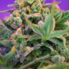 Buy Sweet Cheese Feminized Seeds by Sweet Seeds in America