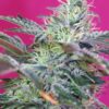 Buy Sweet Cheese Auto Feminized Seeds by Sweet Seeds in America
