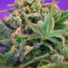 Buy Sweet Cheese F1 FAST Version Feminized Seeds by Sweet Seeds in America