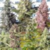 Buy Sweet Mix Feminized Seeds by Sweet Seeds in America