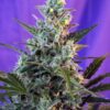 Buy Sweet Skunk Auto Feminized Seeds by Sweet Seeds in America