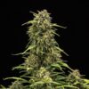 Buy Sweet Skunk Auto Feminized Seeds by Royal Queen Seeds in America - Image 2