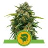 Buy Sweet Skunk Auto Feminized Seeds by Royal Queen Seeds in America
