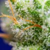 Buy Sweet Zenzation (formerly Sweet Zkittlez) Feminized Seeds by Sweet Seeds in America - Image 2