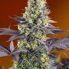 Buy Sweet Zenzation (formerly Sweet Zkittlez) Feminized Seeds by Sweet Seeds in America