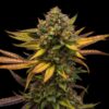 Buy Sweet ZZ (formerly Sweet Zkittlez) Feminized Seeds by Royal Queen Seeds in America - Image 2
