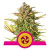 Buy Sweet ZZ (formerly Sweet Zkittlez) Feminized Seeds by Royal Queen Seeds in America