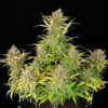 Buy Sweet ZZ Auto Feminized Seeds by Royal Queen Seeds in America - Image 2