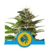 Buy Tatanka Pure CBD Feminized Seeds by Royal Queen Seeds in America
